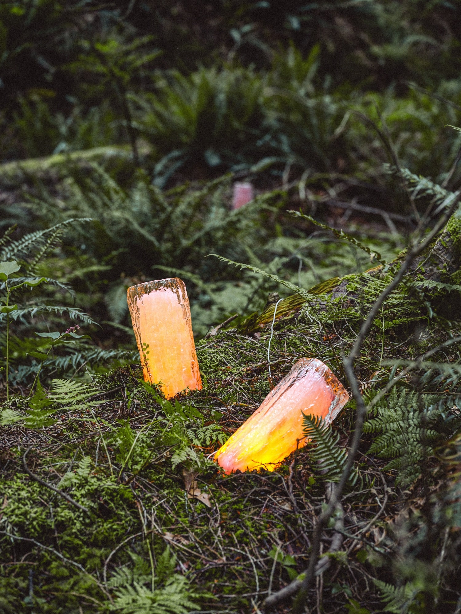 Two lit casts glowing in the ferns at dusk